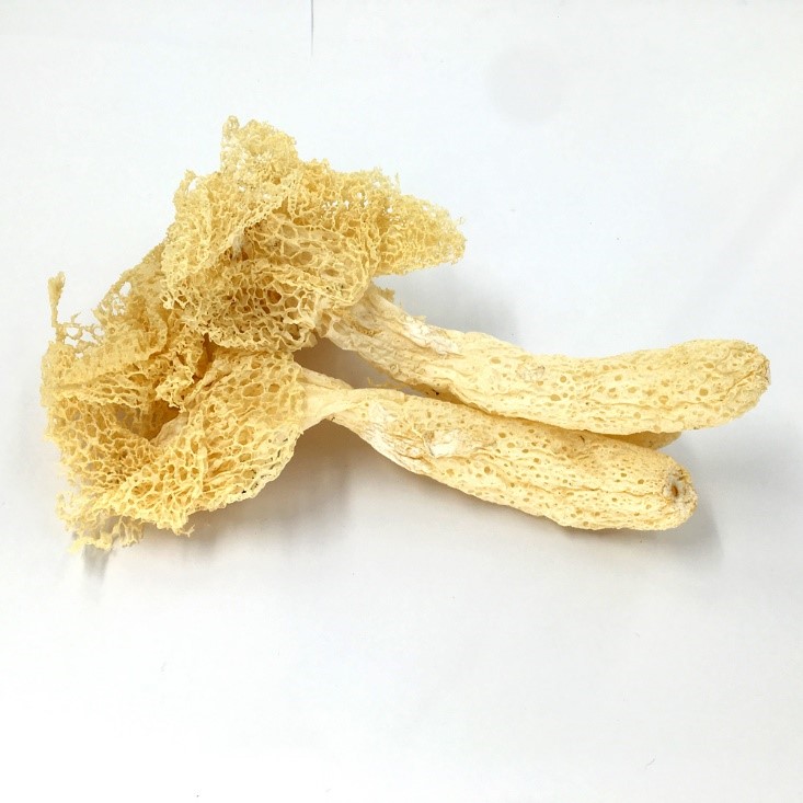 Dried bamboo mushroom.jpg